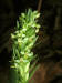 200307057610 Tall Northern Green Orchid (Platanthera hyperborea) - Manitoulin Island.jpg