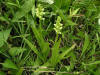 200406161490 Tall Northern Green Orchid (Platanthera hyperborea) - Hwy 540 & Pleasant Valley Rd - Manitoilin.jpg