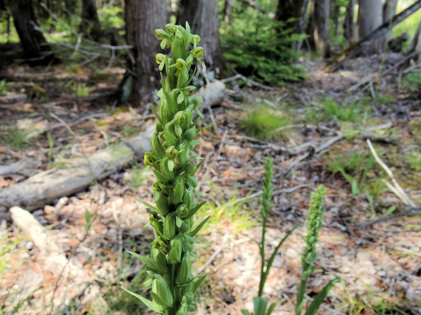 201607271244018 Tall Northern Green Orchid (Platanthera hyperborea) - 100 yds East of Lot 979 - Tenth Rd.JPG