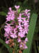 200207290170 Lesser Purple Fringed Orchid (Platanthera psycodes) - Lake Kagawong.jpg