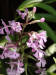 200207300205 Lesser Purple Fringed Orchid (Platanthera psycodes) - Lake Kagawong.jpg