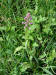 200307057770 Lesser Purple Fringed Orchid (Platanthera psycodes) - Lake Kagawong.jpg