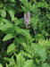 200307271007 Lesser Purple Fringed Orchid (Platanthera psycodes) - Lake Kagawong.jpg