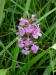 200307271008 Lesser Purple Fringed Orchid (Platanthera psycodes) - Lake Kagawong.jpg