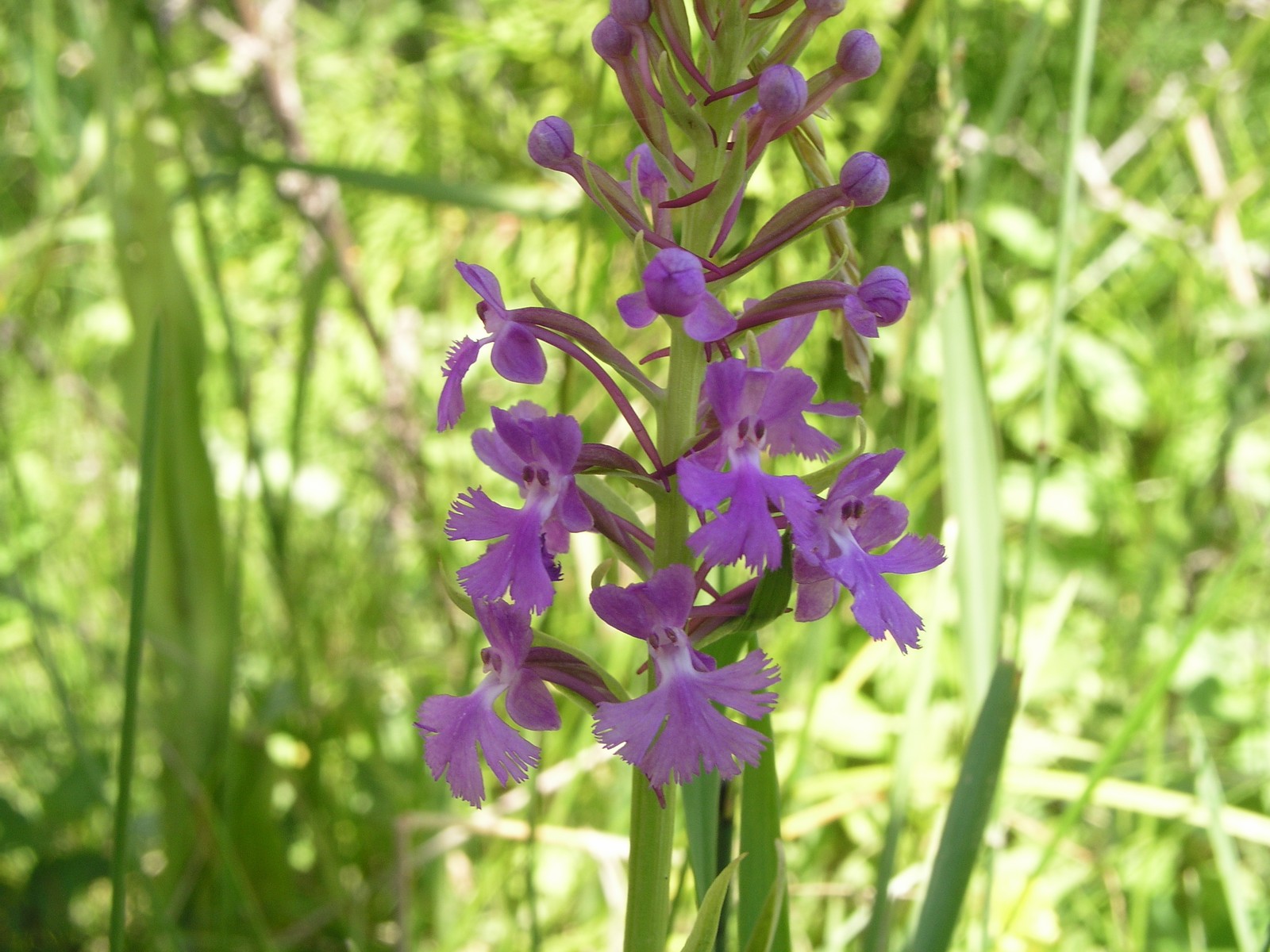 200507037341 Lesser Purple Fringed Orchid (Platanthera psycodes) - Lake Kagawong, Manitoulin Island, ON.jpg
