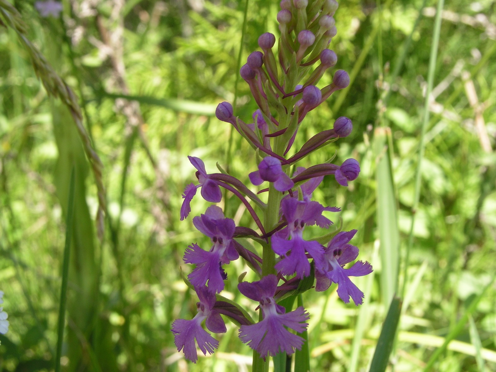 200507037342 Lesser Purple Fringed Orchid (Platanthera psycodes) - Lake Kagawong, Manitoulin Island, ON.jpg