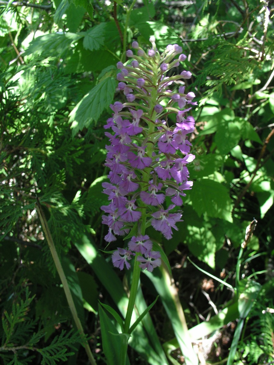 200507037362 Lesser Purple Fringed Orchid (Platanthera psycodes) - Lake Kagawong, Manitoulin Island, ON.jpg