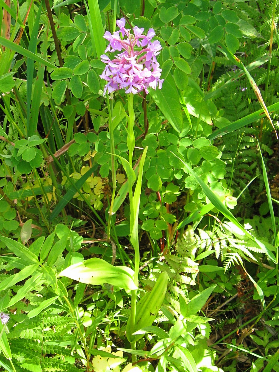 20090729163415 Lesser Purple Fringed Orchid (Platanthera psycodes) - Robertson's Creek, Manitoulin Island.JPG