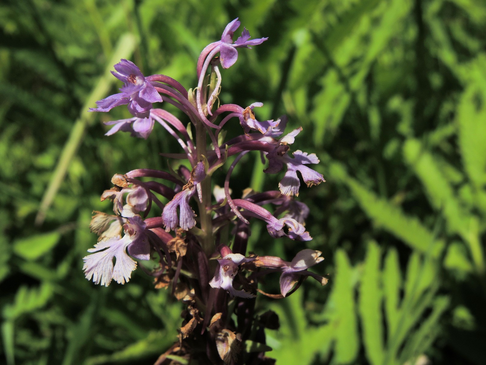 201407301339065 Lesser Purple Fringed Orchid (Platanthera psycodes) - Manitoulin Island.JPG
