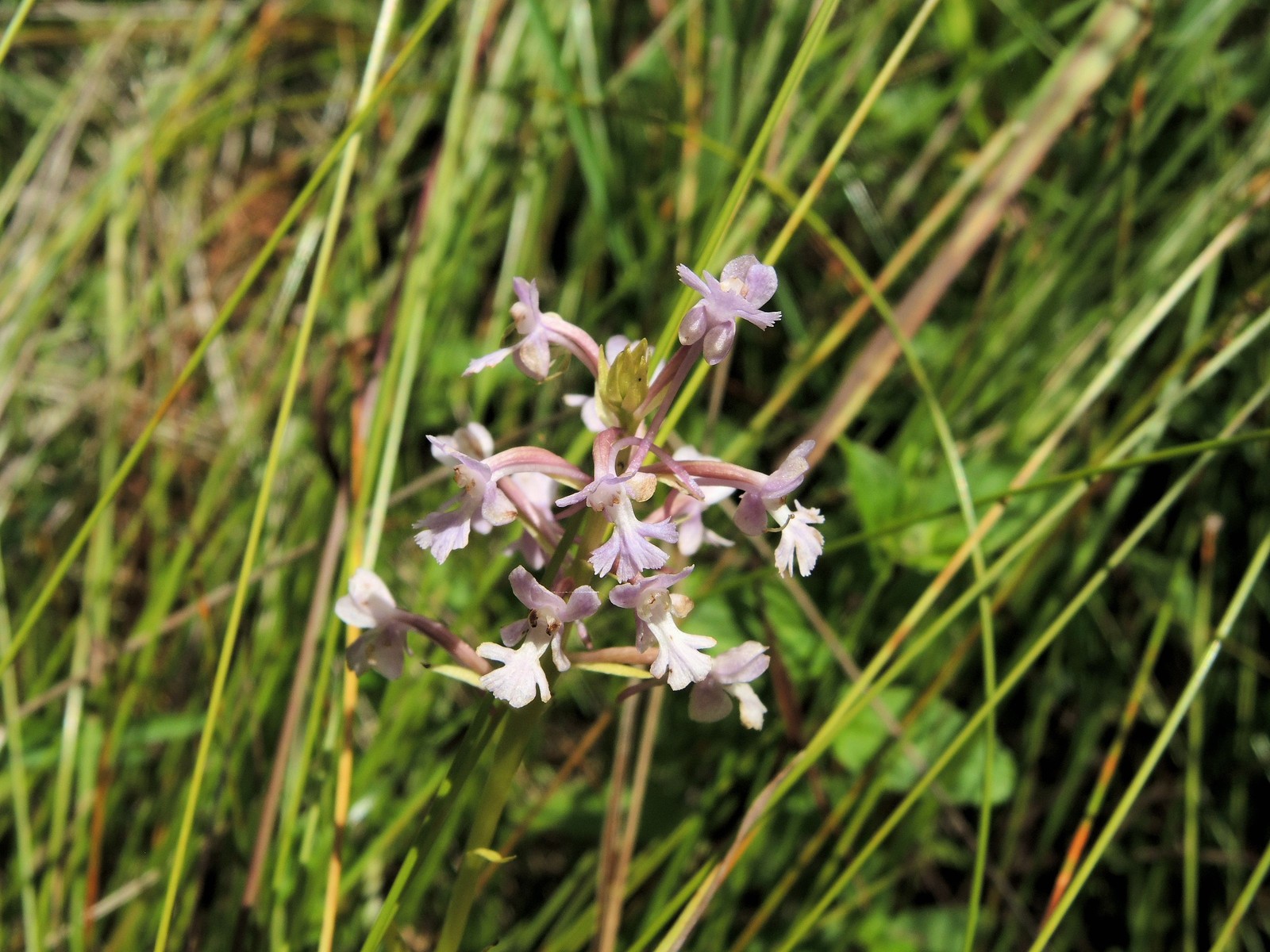 201407301349075 Lesser Purple Fringed Orchid (Platanthera psycodes) - Manitoulin Island.JPG