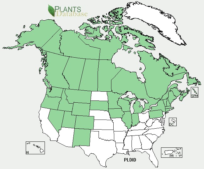 201006 Scentbottle (Platanthera dilatata) - USDA NA Distribution Map.jpg