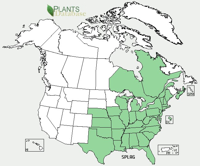 200808 Slender Ladies'-Tresses (Spirathes lacera) - USDA NA Distribution Map.jpg