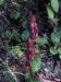 200007250696 Spotted Coral Root - Bob's lot.jpg