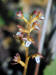 200106302387 Spotted Coral Root - Manitoulin.jpg