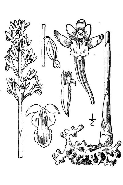 200608 Spotted Coral Root (Corallorhiza maculata) - USDA Illustration.jpg