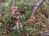 200505306006 Striped Coral Root (Corallorhiza striata) - Misery Bay, Manitoulin.jpg