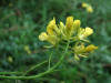 20070819175915 Black Mustard (brassica nigra) - Oakland Co.JPG