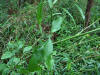 20070819180019 Black Mustard (brassica nigra) - Oakland Co.JPG