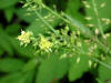 200307301073 Bog Yellowcress (Rorippa palustris (L.) Bess) - Manitoulin Island.jpg