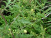 200307301075 Bog Yellowcress (Rorippa palustris (L.) Bess) - Manitoulin Island.jpg