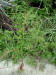 200307301076 Bog Yellowcress (Rorippa palustris (L.) Bess) - Manitoulin Island.jpg