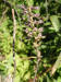 200408042100 Common Pepperweed (Lepidium densiflorum) - Manitoulin.JPG
