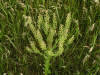 200506186880 Common Pepperweed (Lepidium densiflorum) - Isabella Co.jpg