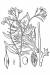 200707 Lakecress (Neobeckia aquatica) - USDA Illustration.jpg