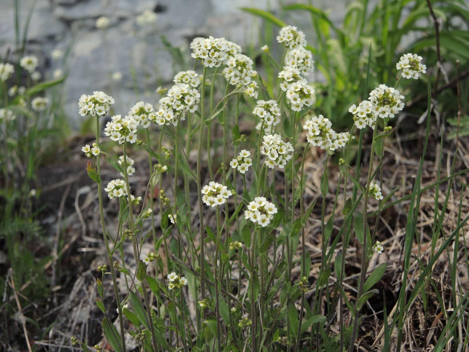 201405291538003 Lyre-leaved Rock Cress (Arabis lyrata) white flowers - Manitoulin Island.JPG
