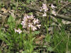 200404250368 Spring Cress (Cardamine bulbosa) - Oakland Co.JPG