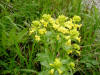 200305250287 Winter Cress (Barbarea vulgaris) - Mt Pleasant.jpg