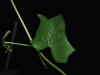 200508189105 Oneseed Burr Cucumber (Sicyos angulatus) - Oakland Co.jpg