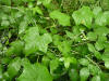 200508209117 Oneseed Burr Cucumber (Sicyos angulatus) - Oakland Co.jpg