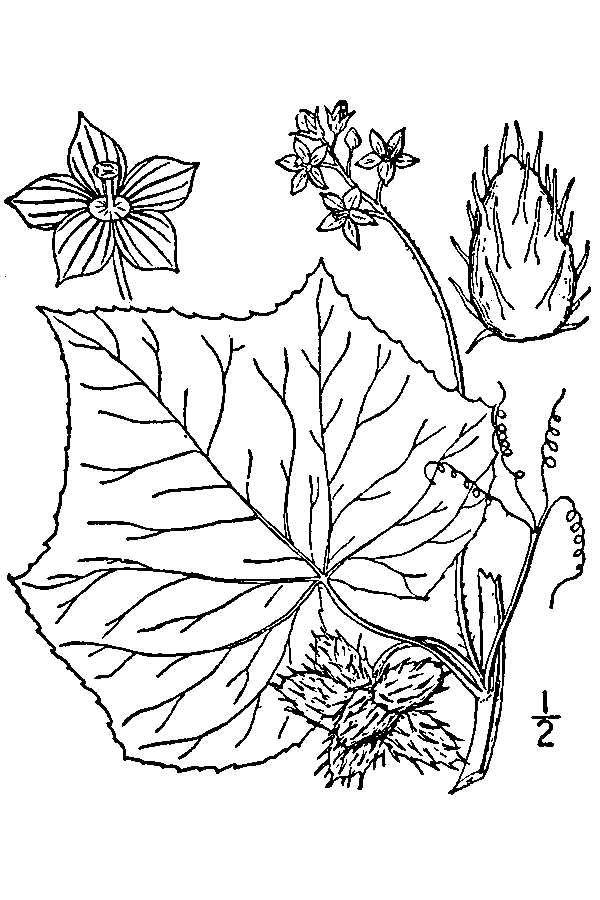 200509 Oneseed Burr Cucumber (Sicyos angulatus) - USDA Illustration.jpg