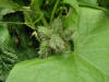 200509249599 Oneseed Burr Cucumber (Sicyos angulatus) - Oakland Co.jpg