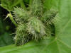 200509249600 Oneseed Burr Cucumber (Sicyos angulatus) - Oakland Co.jpg