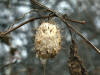 1973A13 Wild-Cucumber (Echinocystis lobata) - winter.jpg
