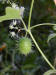 200308231338 Wild-Cucumber (Echinocystis lobata) - Rochester.jpg