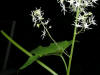 200508189099 Wild Cucumber (Echinocystis lobata) - Oakland Co.jpg