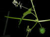 200508189100 Wild Cucumber (Echinocystis lobata) - Oakland Co.jpg