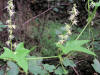 200608192754 Wild Cucumber (Echinocystis lobata) - Oakland Co.JPG