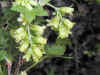 200105071749 Wild Black Currant (Ribes americanum)- Rochester.jpg (53547 bytes)