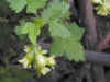 200105071750 Wild Black Currant (Ribes americanum)- Rochester.jpg (41218 bytes)