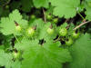 200606031576 Wild Black Currant (Ribes americanum)- Oakland Co.JPG