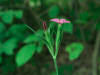 200408032064 Deptford Pink (Dianthus armeria L.) - Bob's lot, Manitoulin.JPG