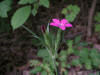 200408032068 Deptford Pink (Dianthus armeria L.) - Bob's lot, Manitoulin.JPG