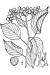 200606 Alternateleaf Dogwood (Cornus alternifolia) - USDA Illustration.jpg