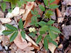 200104291606 Red Elderberry (Sambucus racemosa) - Isabella Co.jpg