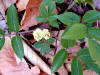 200104291607 Red Elderberry (Sambucus racemosa) - Isabella Co.jpg