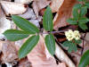 200104291608 Red Elderberry (Sambucus racemosa) - Isabella Co.jpg